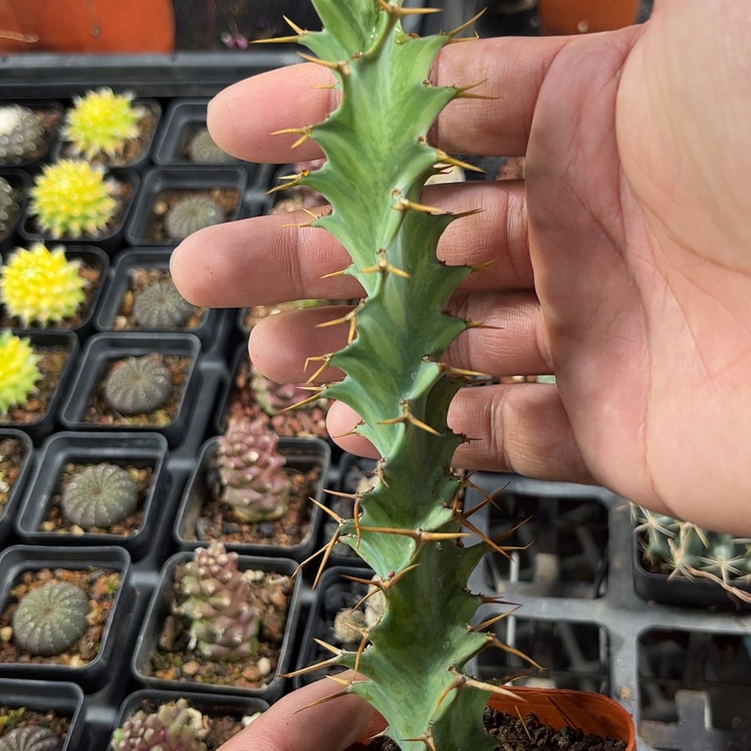 旋转麒麟单头发货单头发