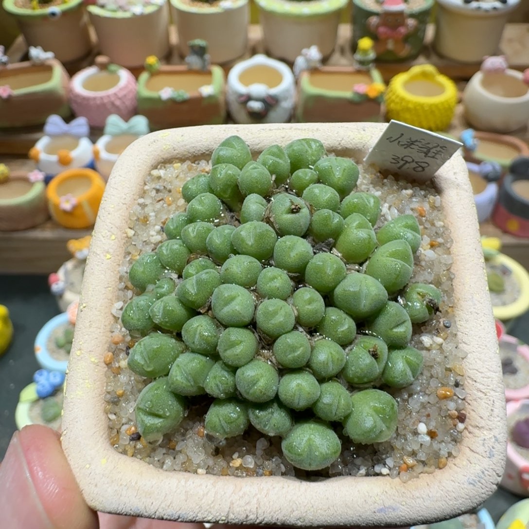 蘑菇1382小米雏多肉植物