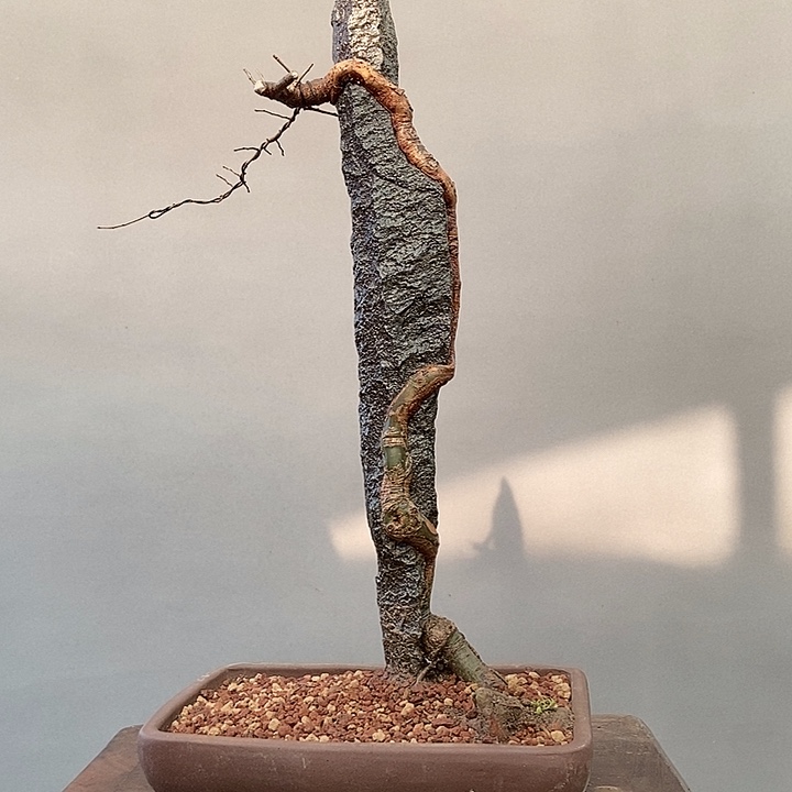 解***意无花朵附石盆景小野狼鱼