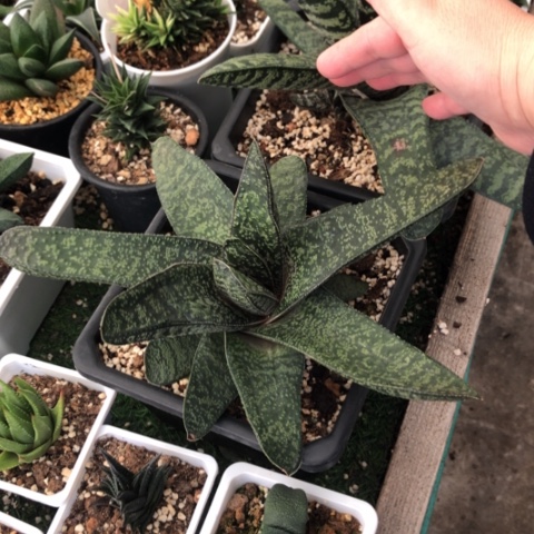 赤不动转牛母本带一个侧牙脱盆发货哈哈哈