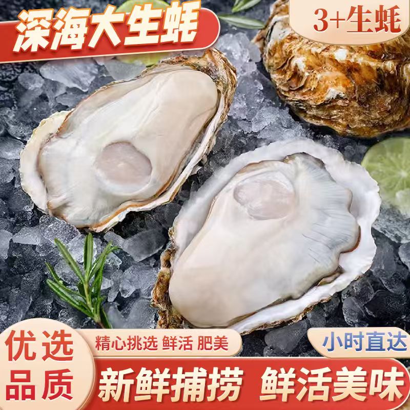 【金叶甄选】鲜活生蚝3+生蚝/26.6一份/900G左右（十个一份）