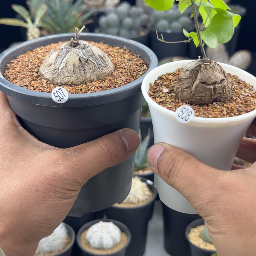 浅***2南非龟甲龙两颗一物一拍