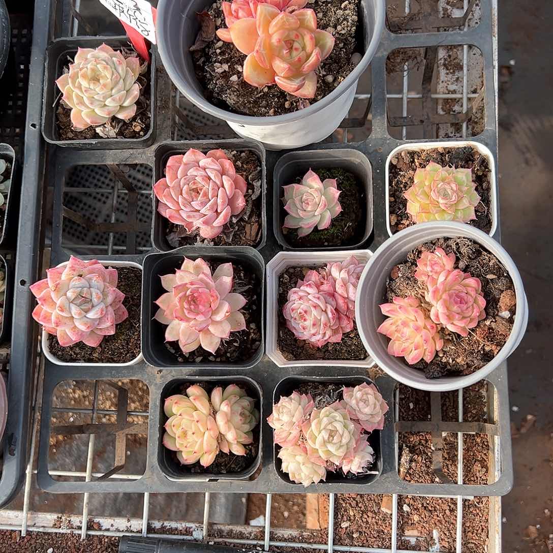 精品多肉十八包邮