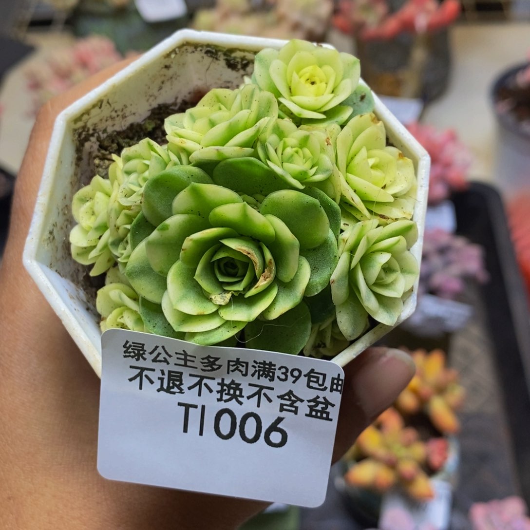 006山地玫瑰锦多肉4cm