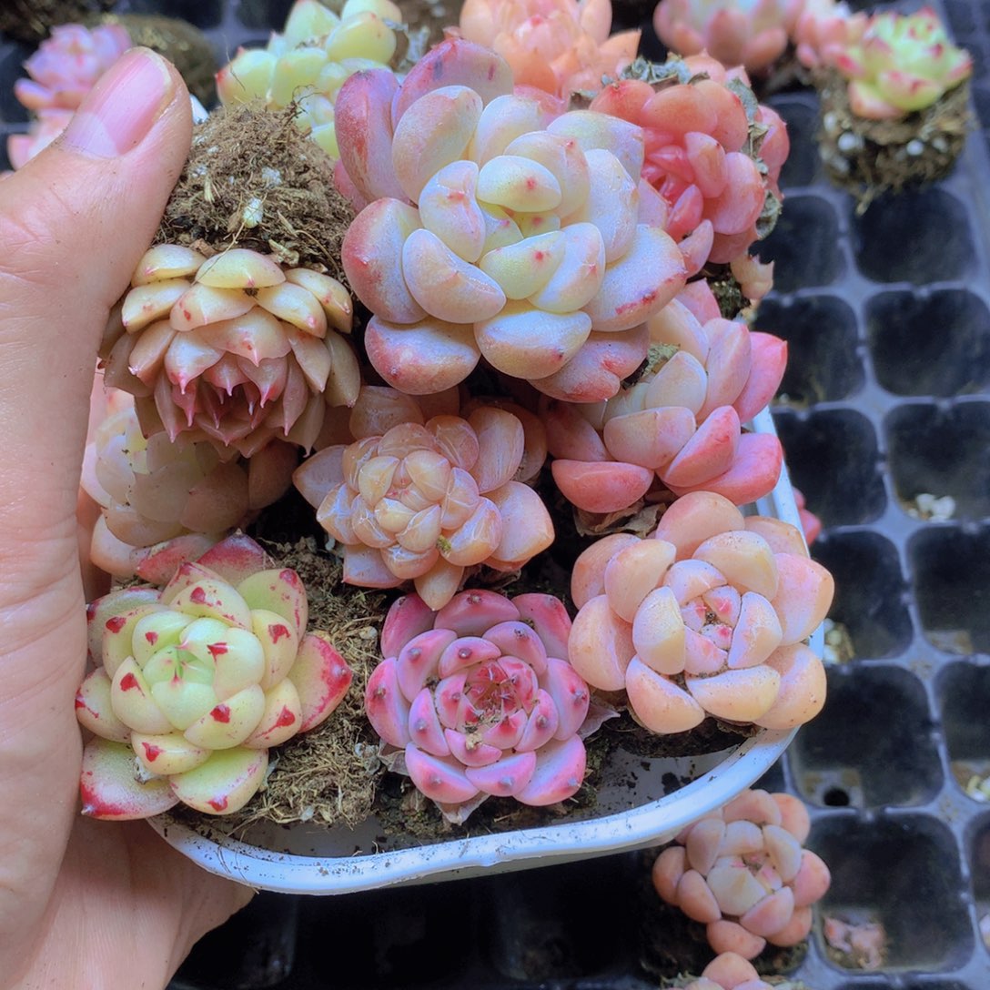 @***G我要去看你了啊013