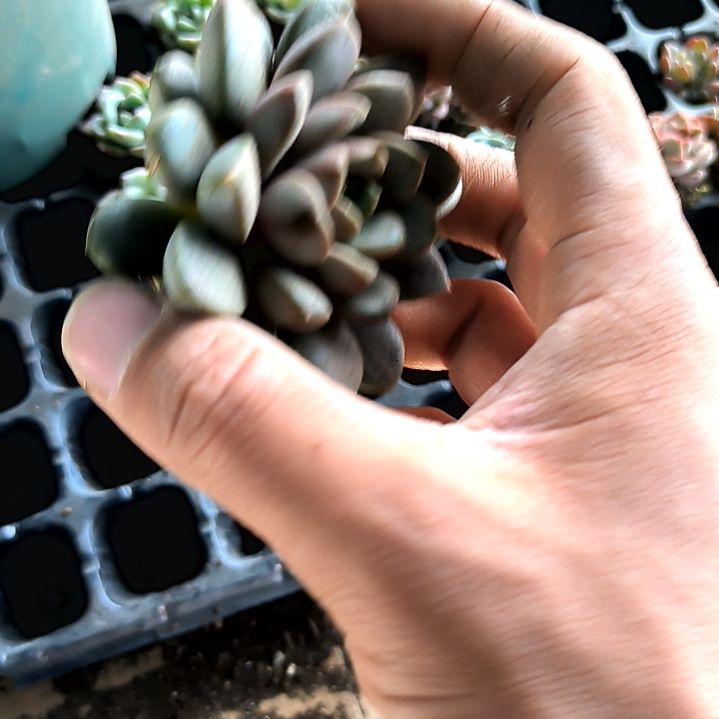 满9元包邮，超大葡萄