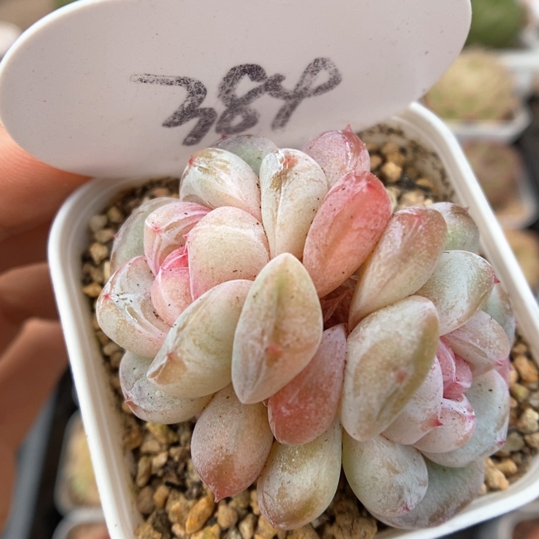 星河双头可拍384号。  