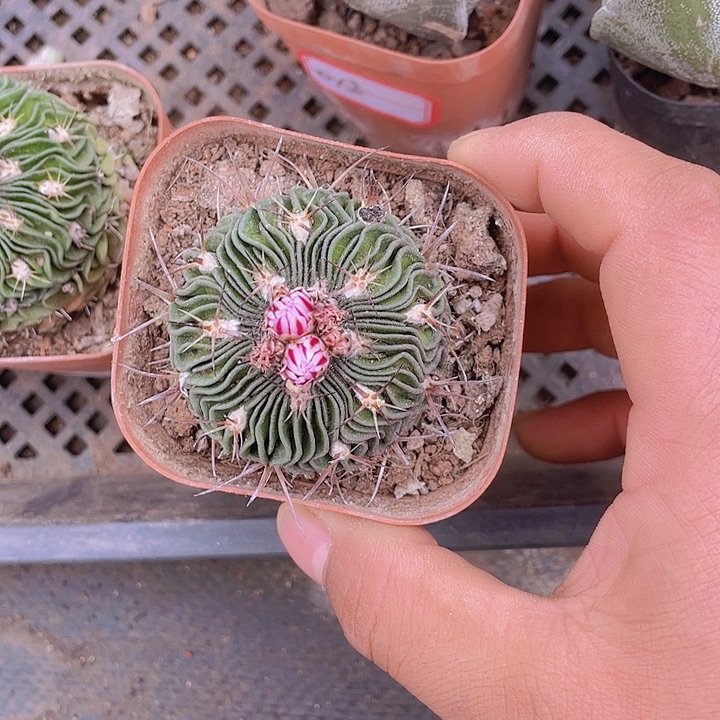 石生根多棱玉满25包邮