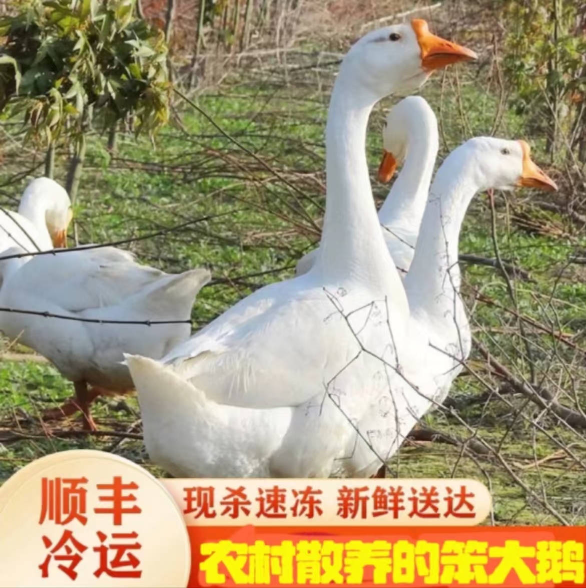 东北农村散养笨大鹅 （顺丰包邮）送货上门