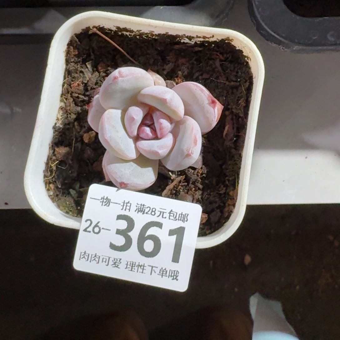 唐心雪天使无盆土发货