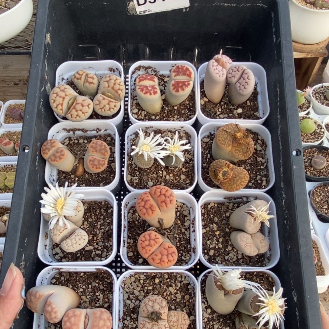 5467 12颗有腿生石花母本