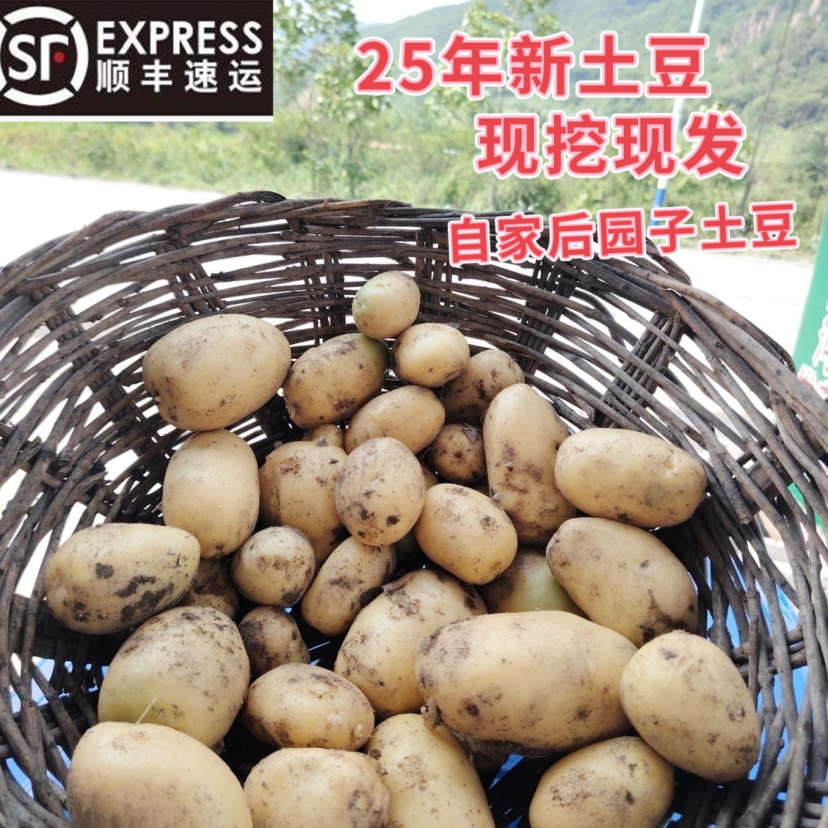 新鲜现挖黄皮土豆当季蔬菜马铃薯顺丰