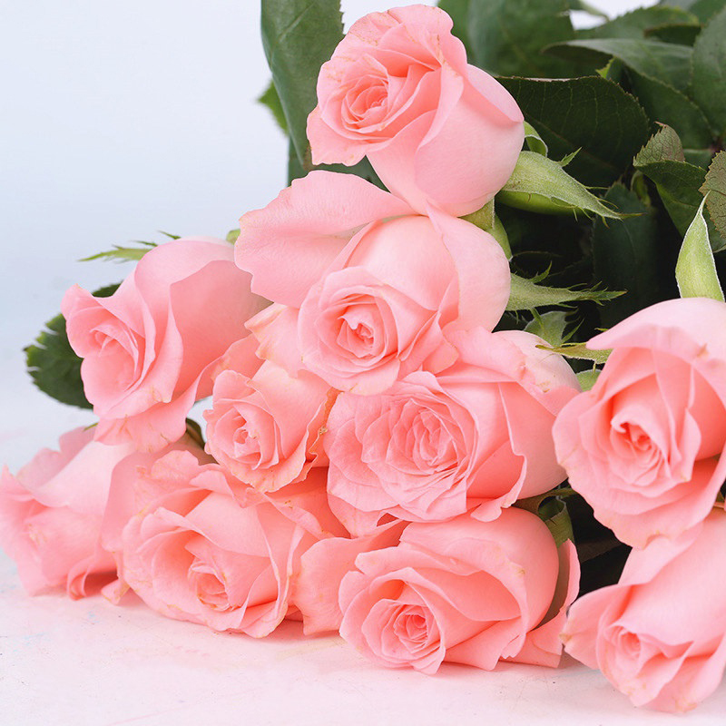 【玫瑰福利】戴安娜粉玫瑰水养花云南昆明鲜花直播间现场直播卖花