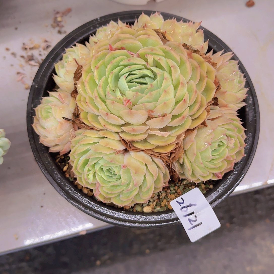 木**李26121昂斯诺多肉