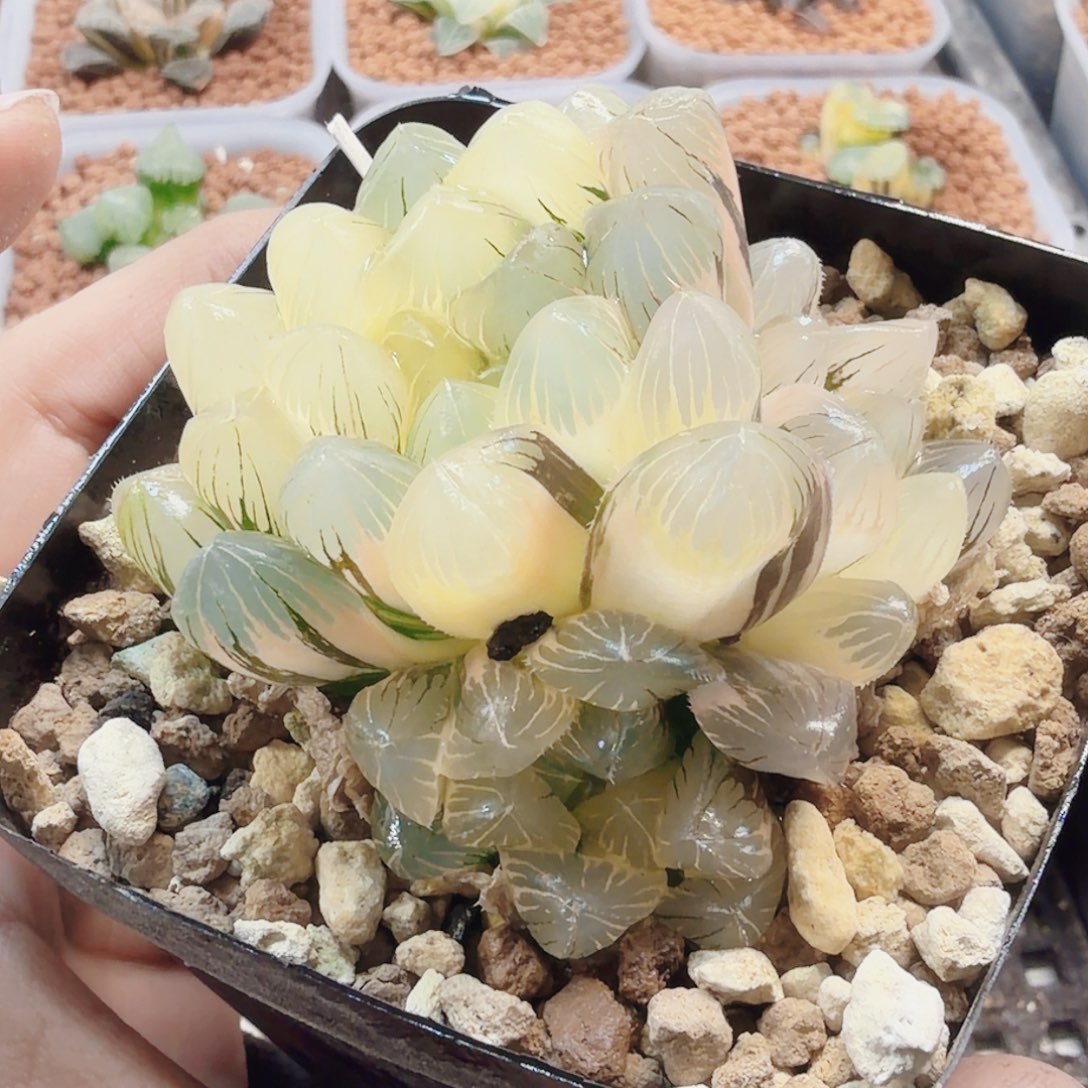 十二卷实生冰灯锦福利