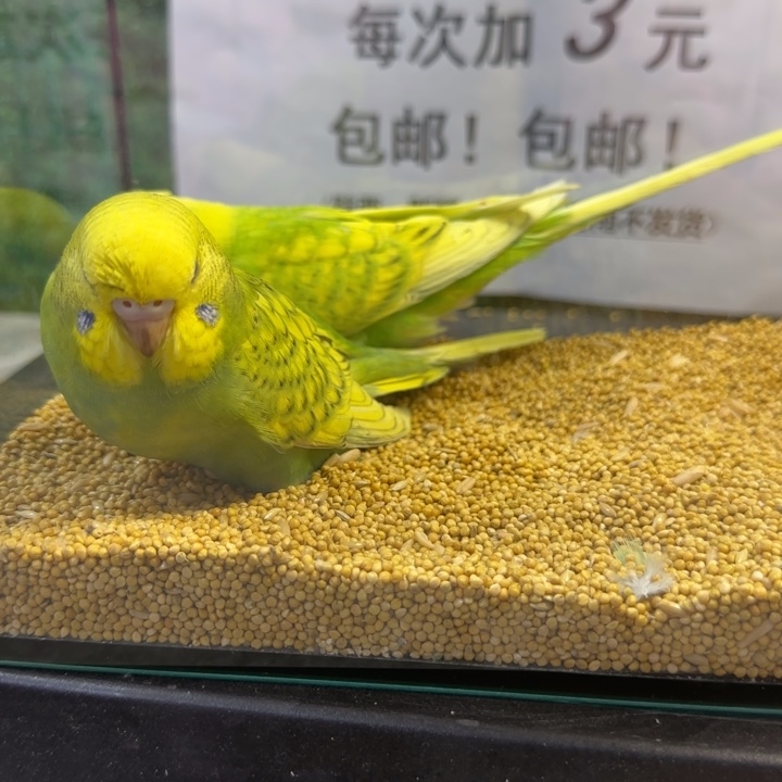 虎皮鹦鹉大头虎皮鹦鹉