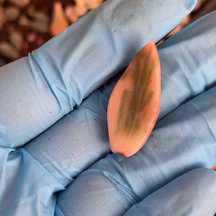 Q****y朱雀锦多肉植物