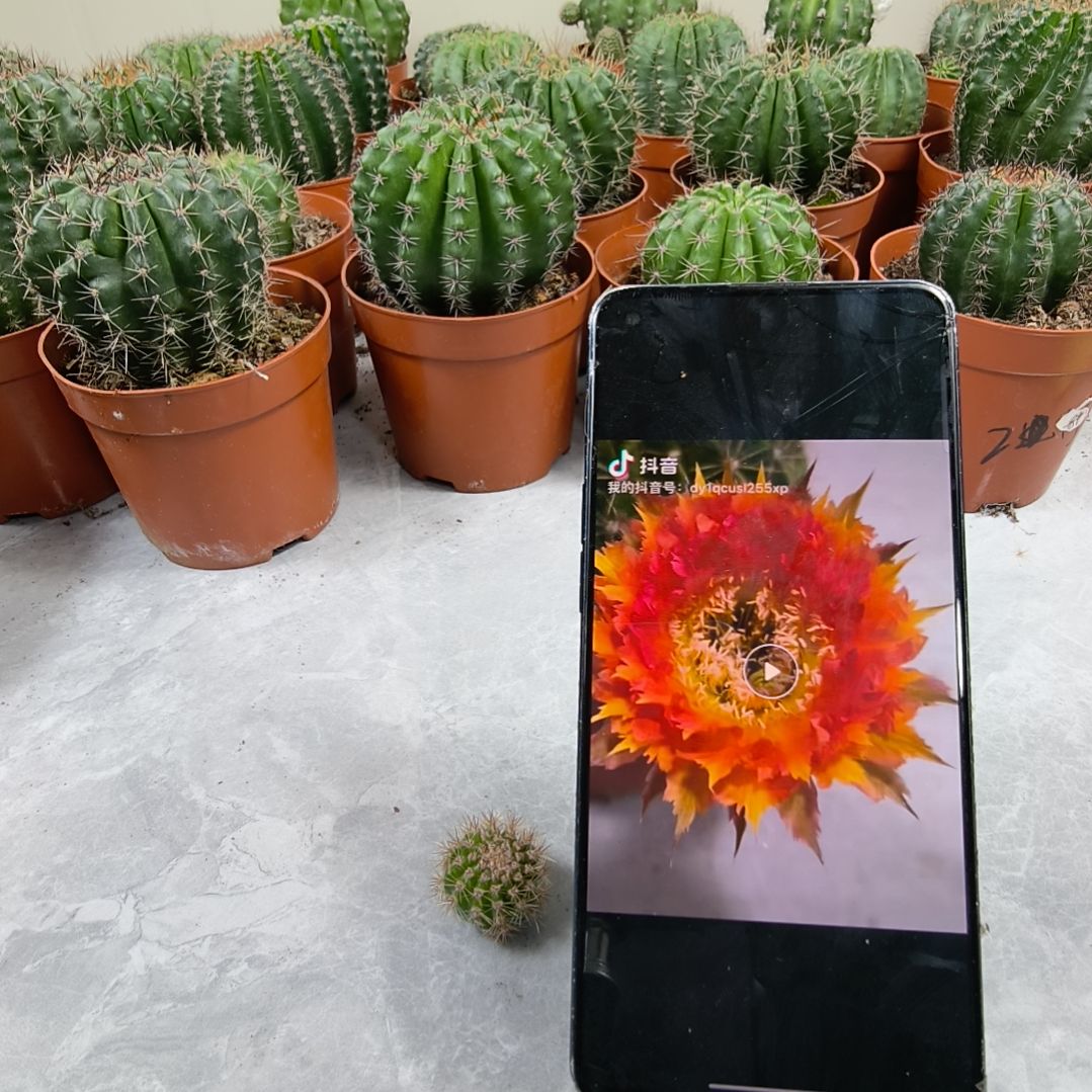 橙羽毛侧芽发货（2cm）