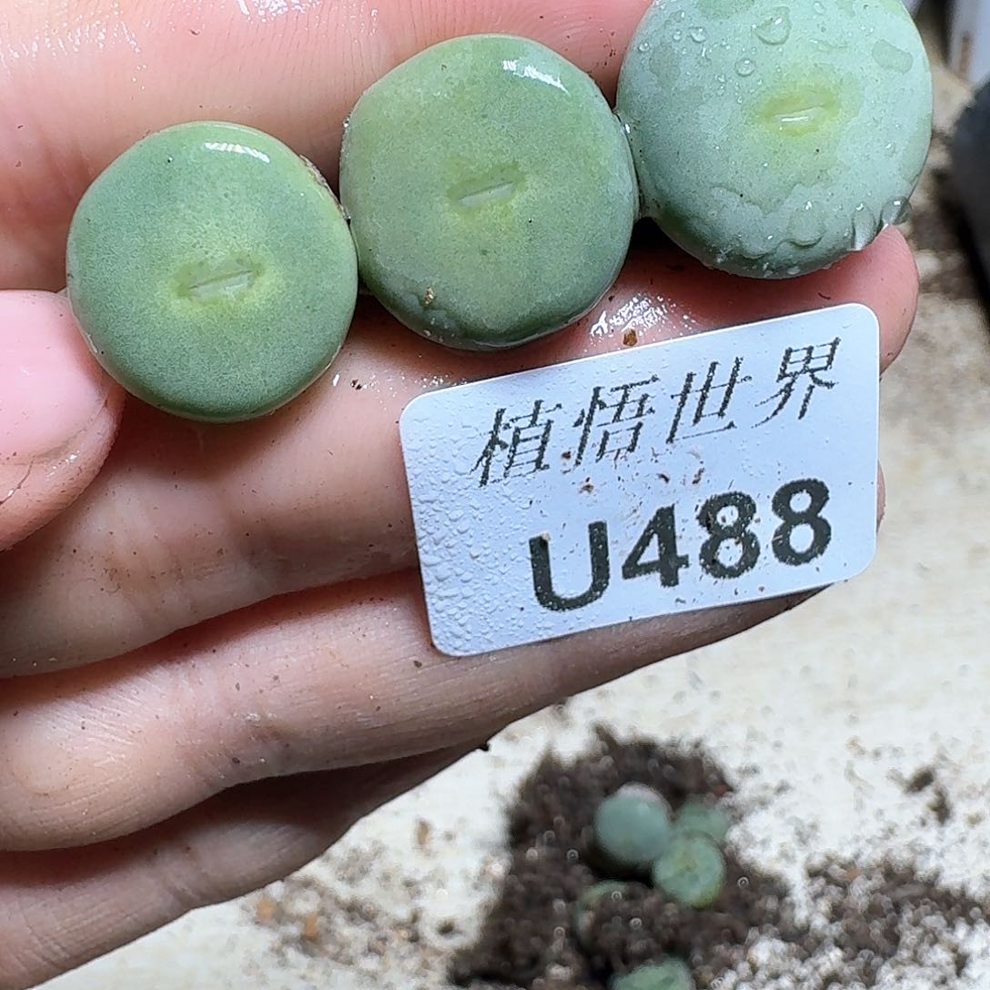 488厚德载物哇许多肉植物哇