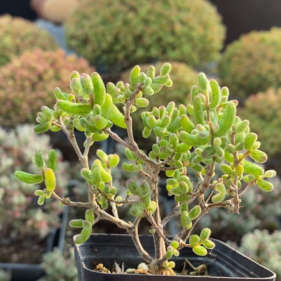 白虎斑锦2321枝干番杏