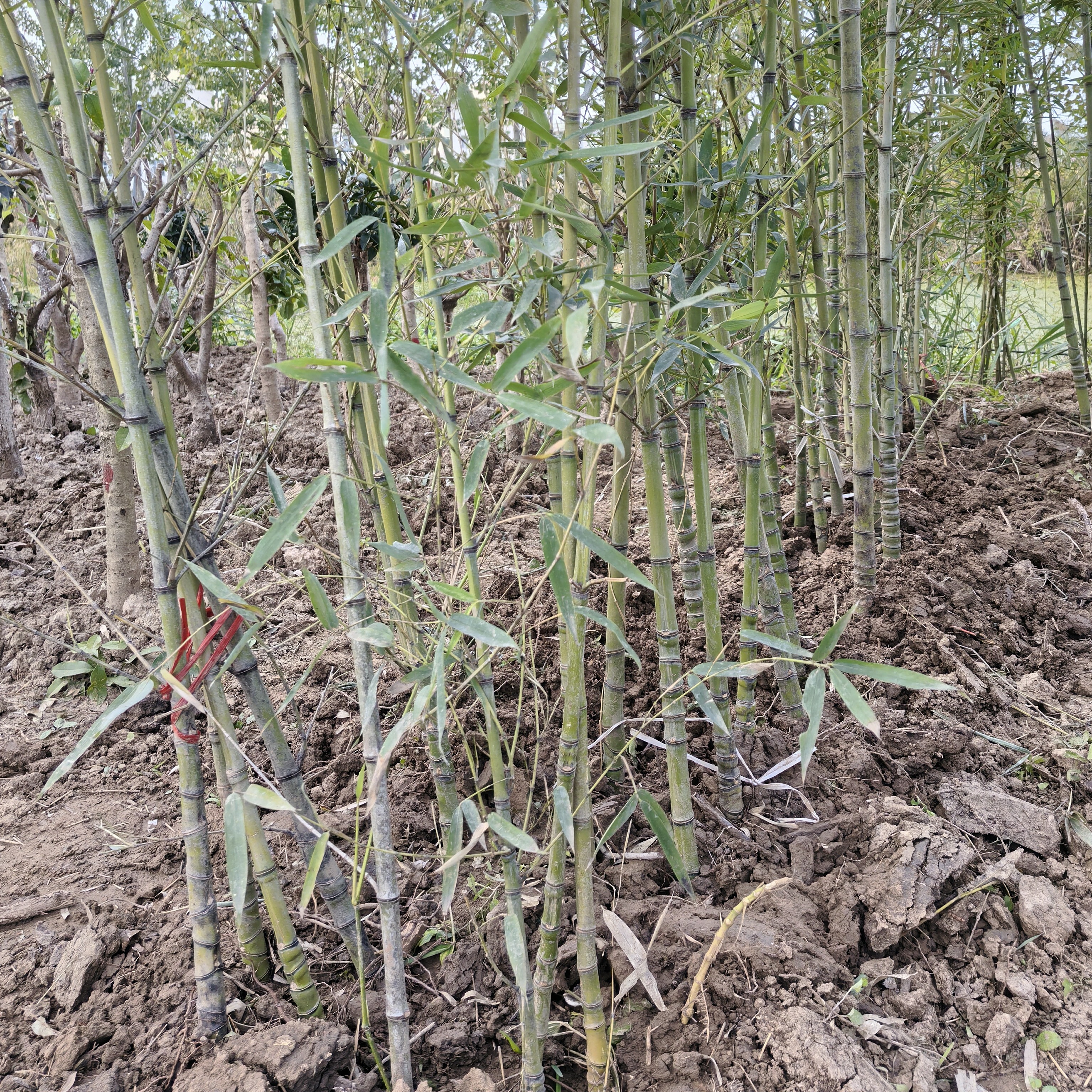 顺丰京东发货庭院观赏用四季常青耐寒抗热罗汉竹盆栽地栽