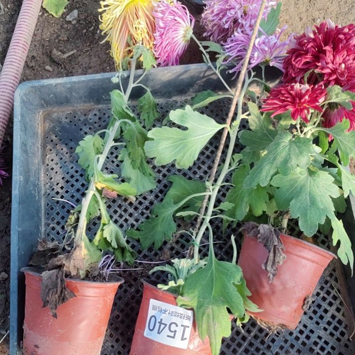 完全开放老根土球发货不包损1540