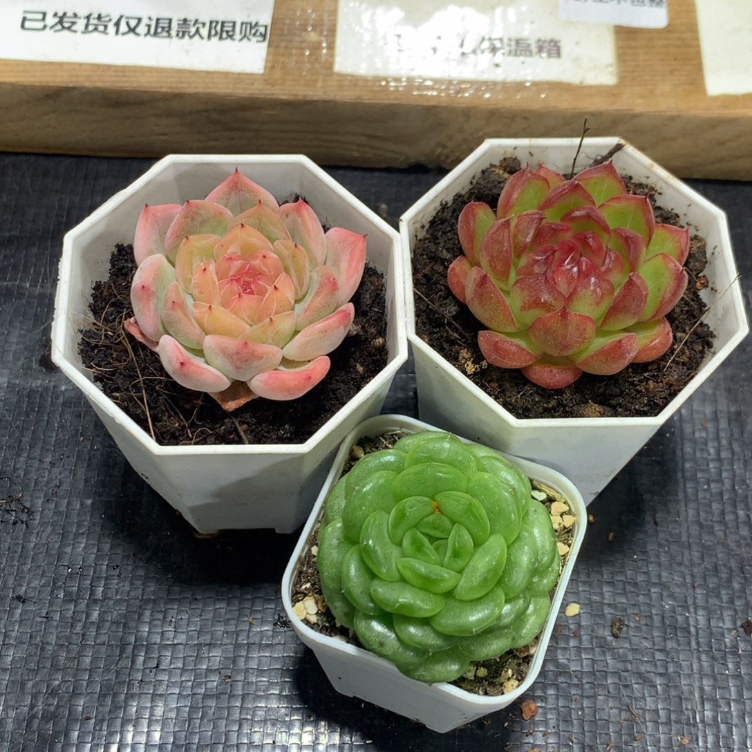 桃花醉春风意糖果珍妮三颗一组