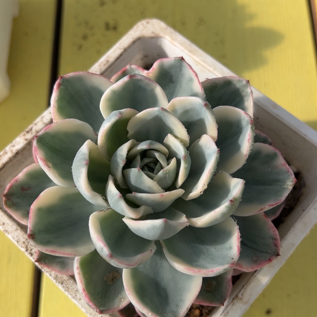 奶油黄桃锦，多肉植物