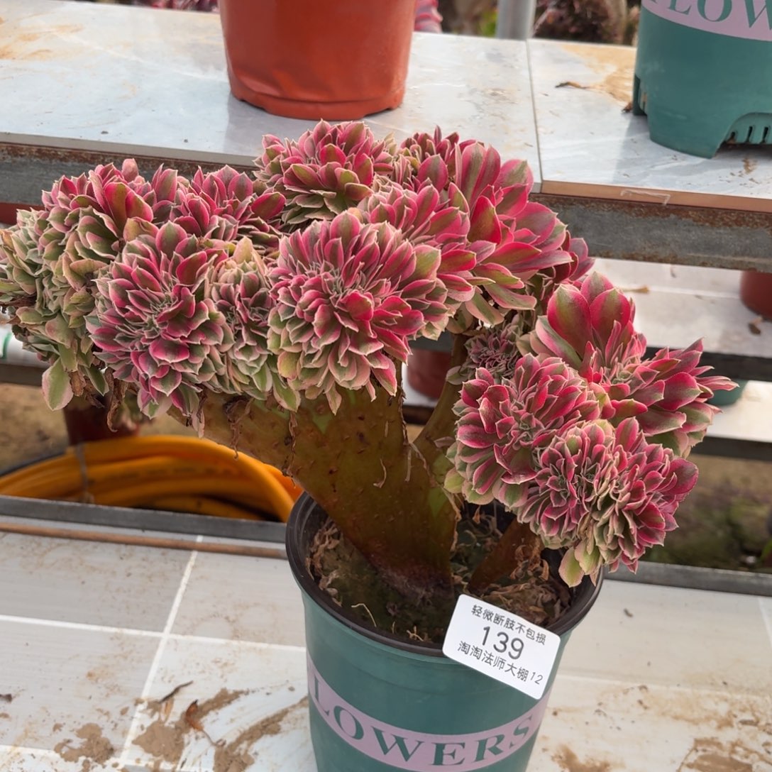 139粉女巫缀化多肉植物