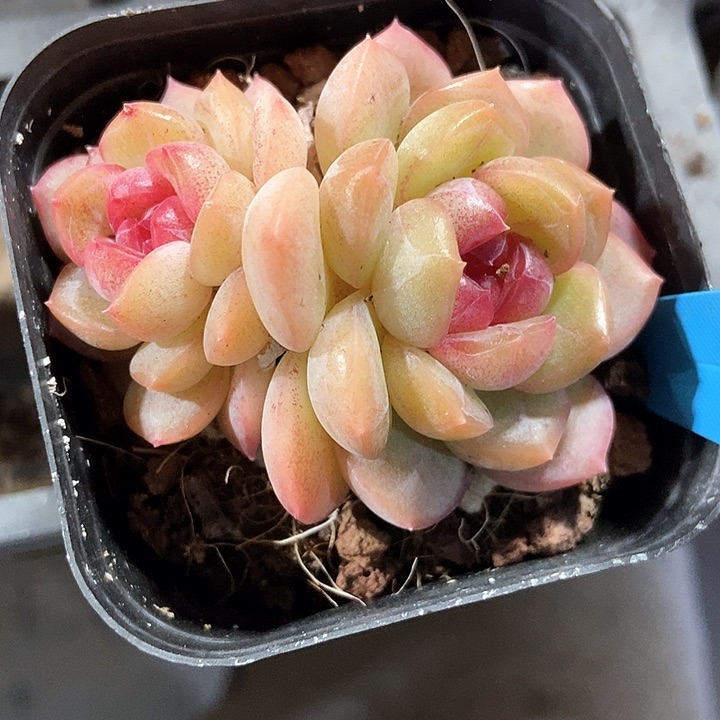 多肉植物啊”a 024