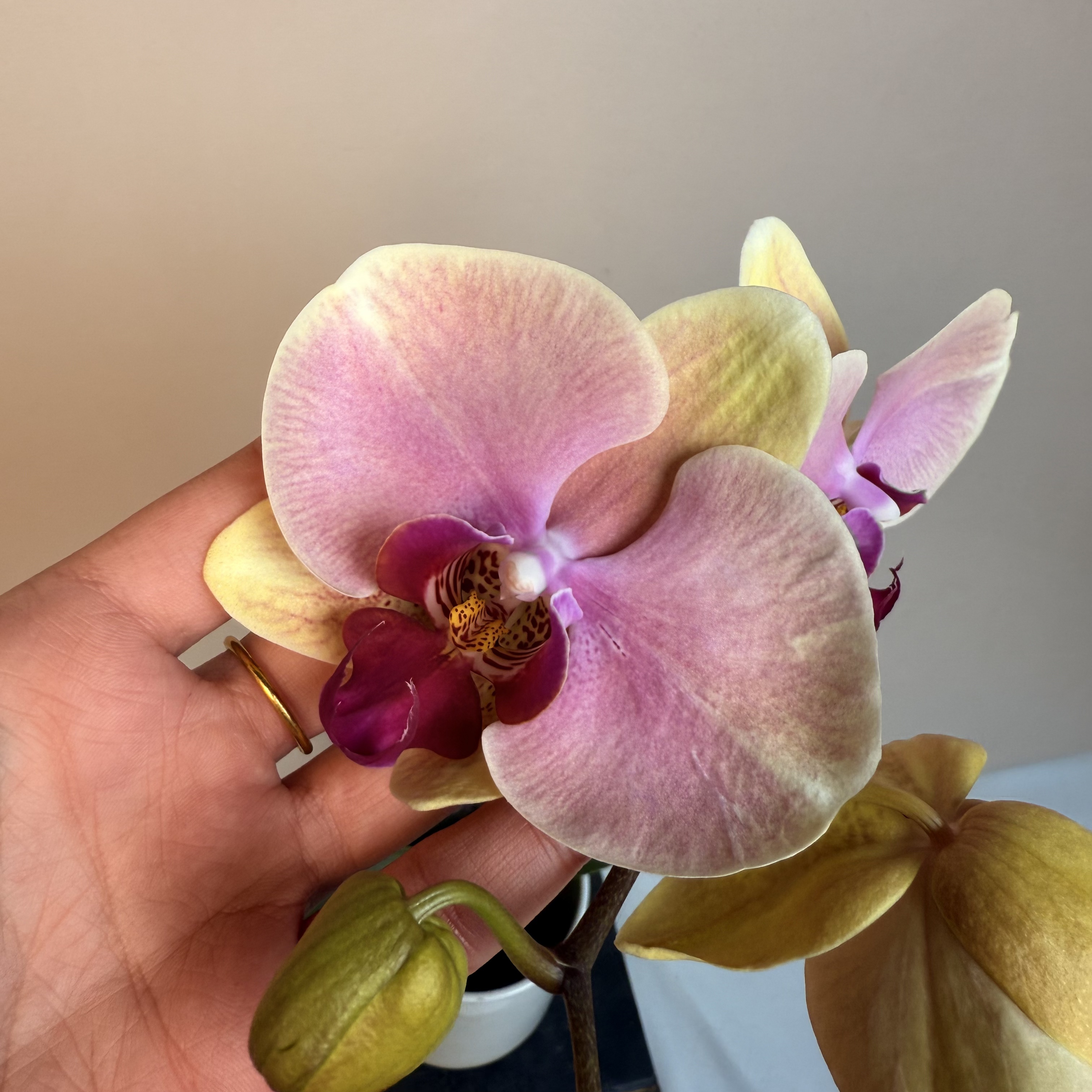 《花漫里基地》蝴蝶兰（蒙娜丽莎2.8寸）全花开花珠发货