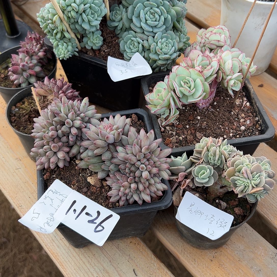 波***G1.1-26多肉植物组合6颗