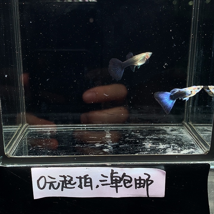 孔雀鱼紫礼服一对