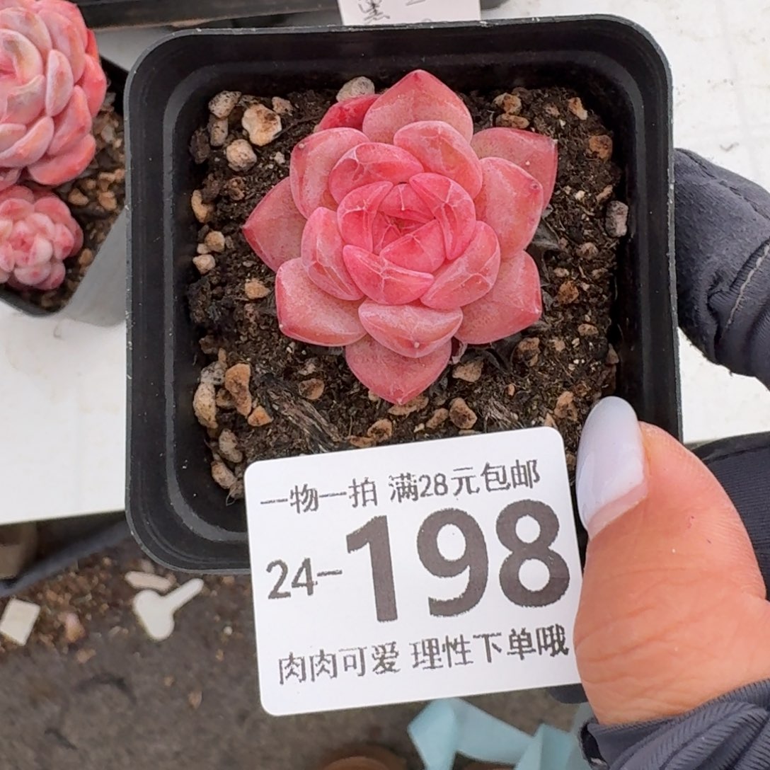 黛玉无盆土发货无