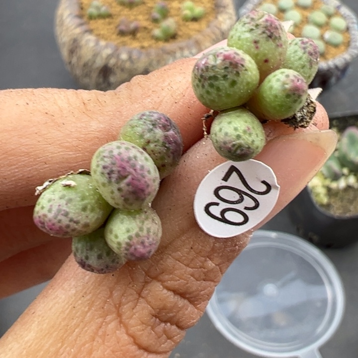 269号1111111111111111