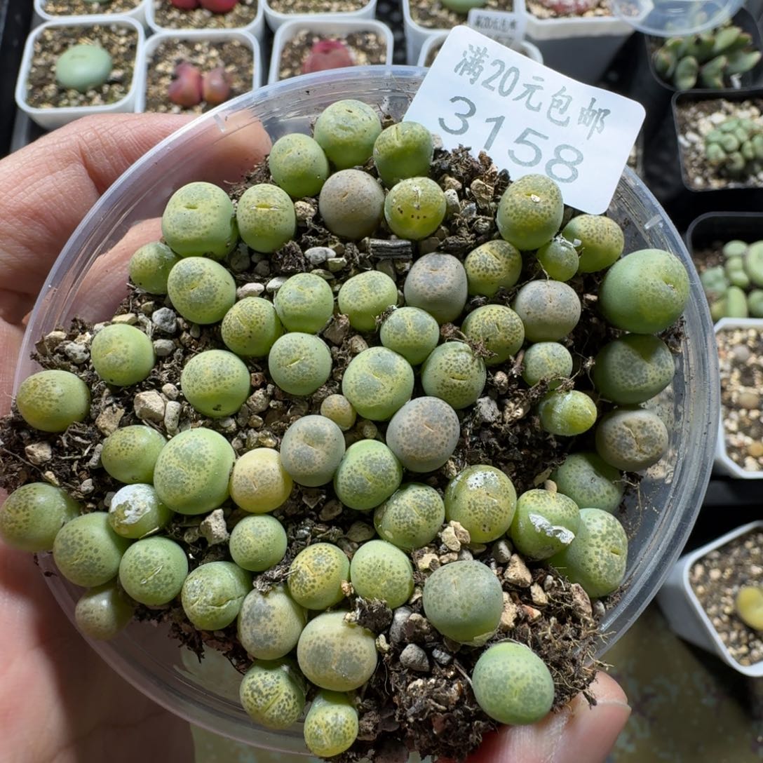 3158。绿碧琉璃一盒