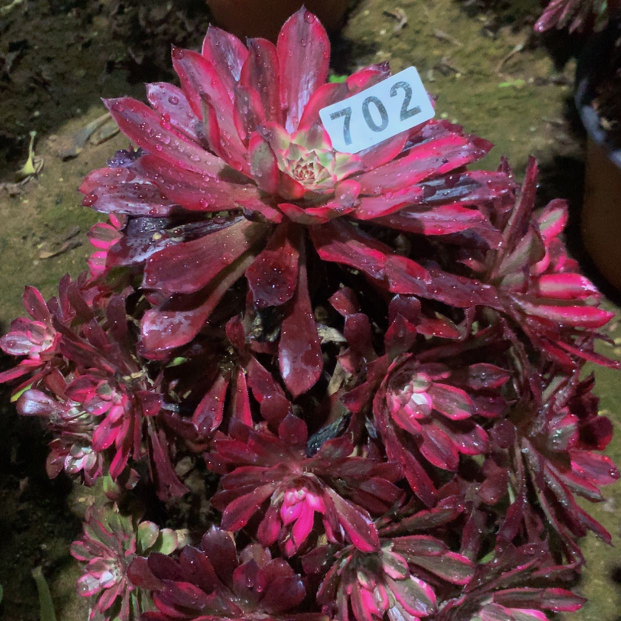 【闪购商品】702雪姬多肉