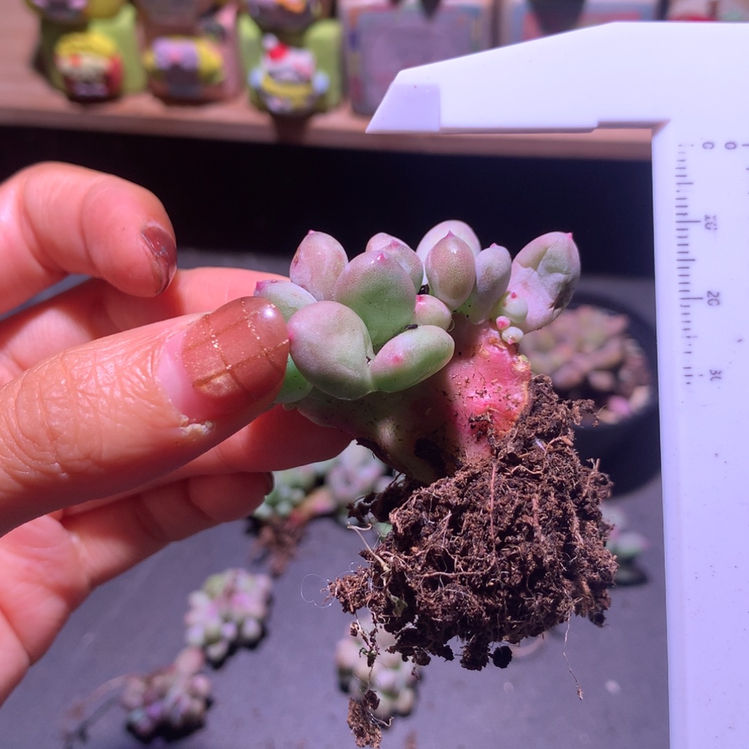 瑕疵不售后 红宝石苹果吗板子