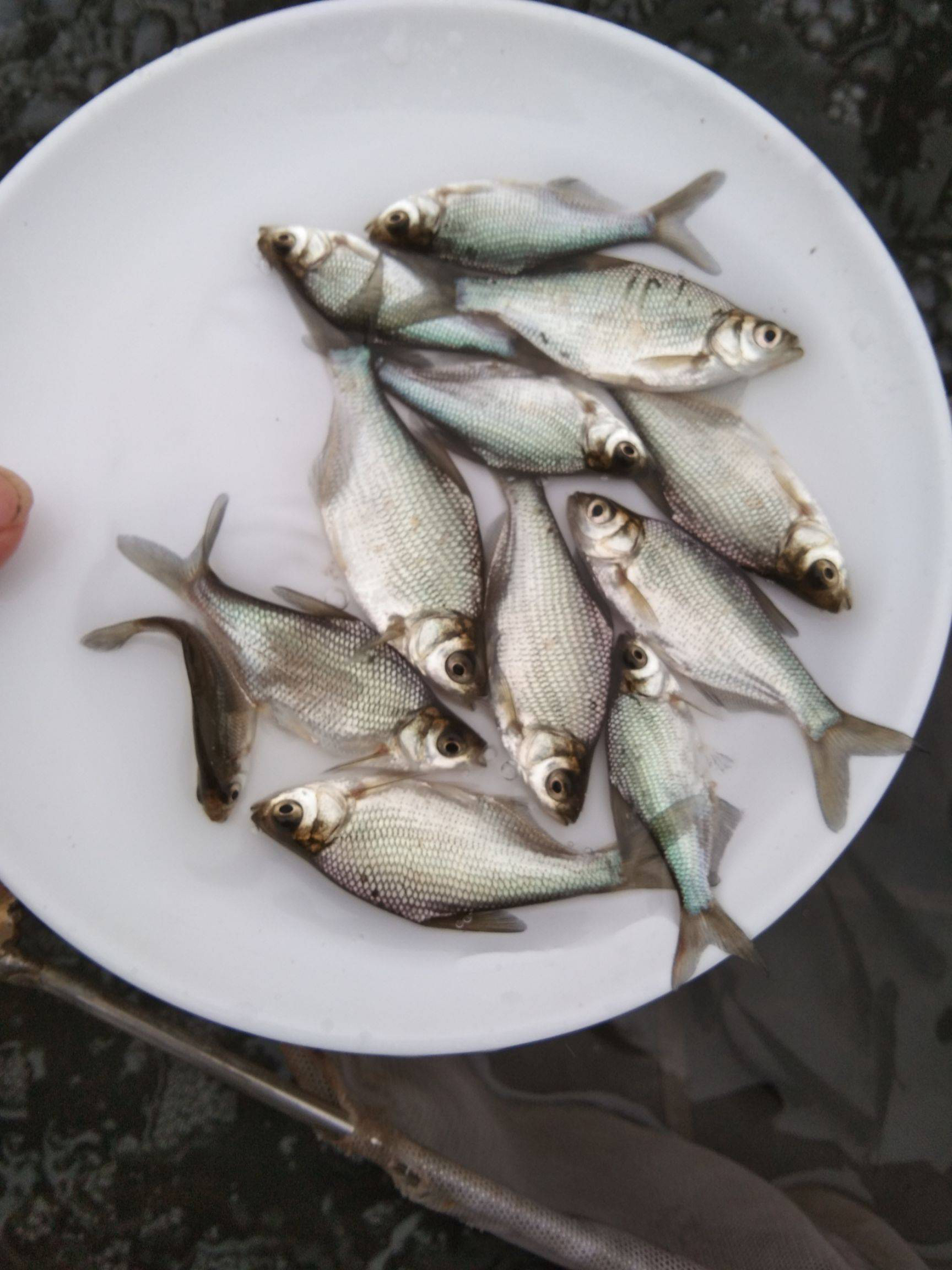 武昌鱼鳊鱼鲫鱼三角鲂鱼活体冷水可饲养观赏鱼