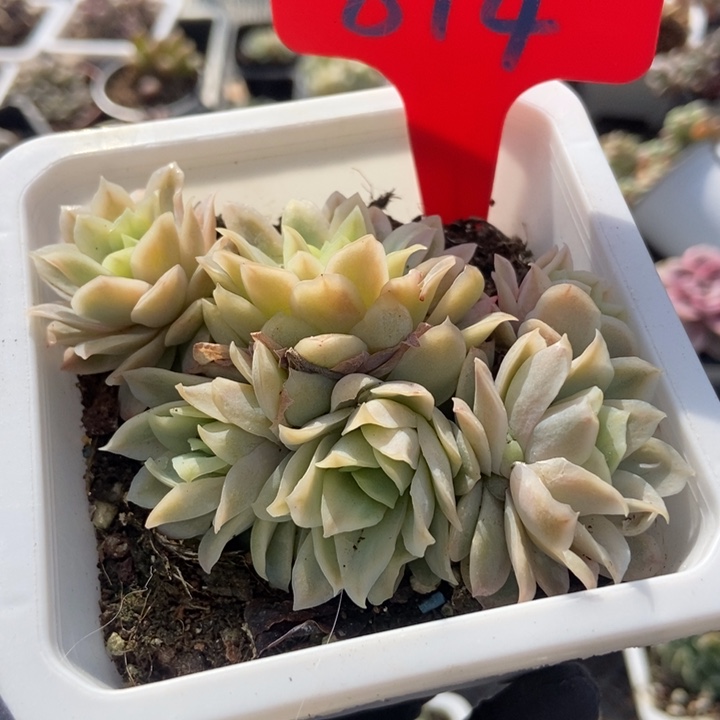 814冰片锦多肉植物保护