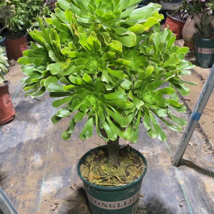 16原始绿法师多肉植物多肉