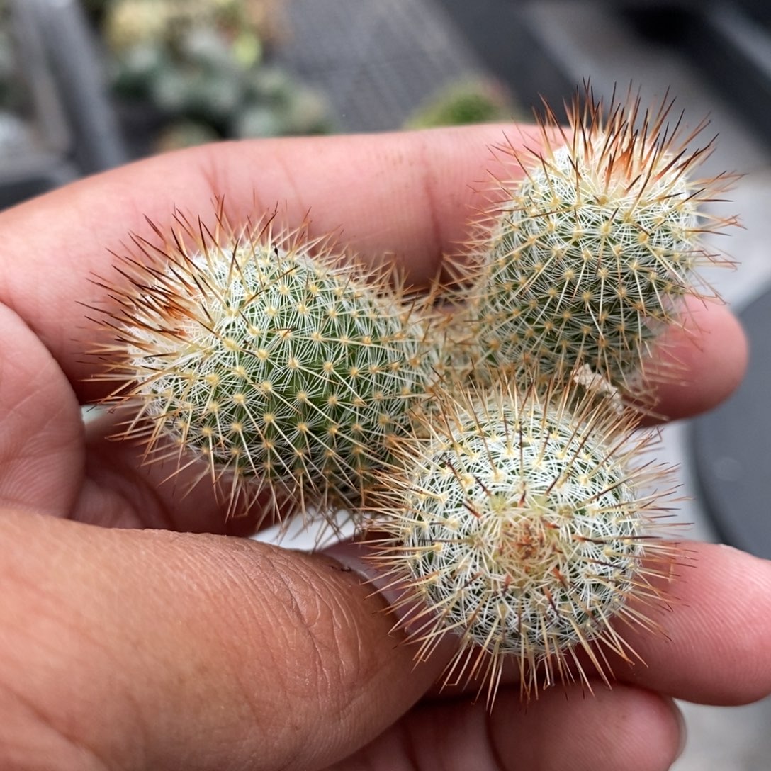 植播园艺三头丰明丸