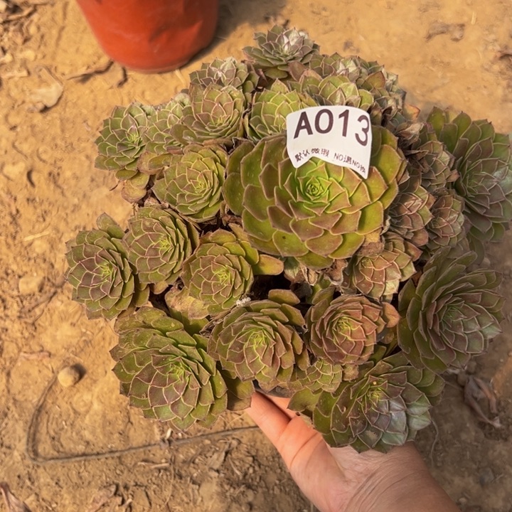 红魔多肉植物013.