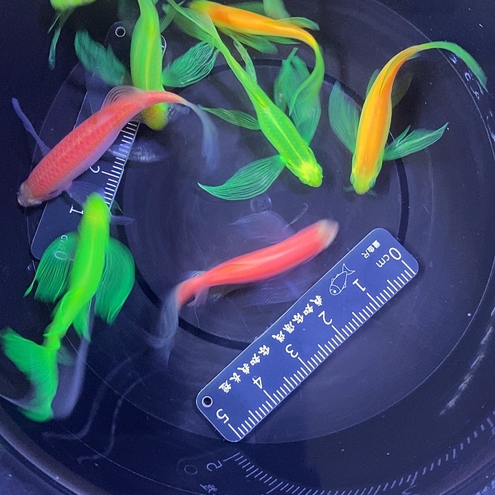 斑马鱼蝶翼斑马瑕疵练手鱼4厘米8条