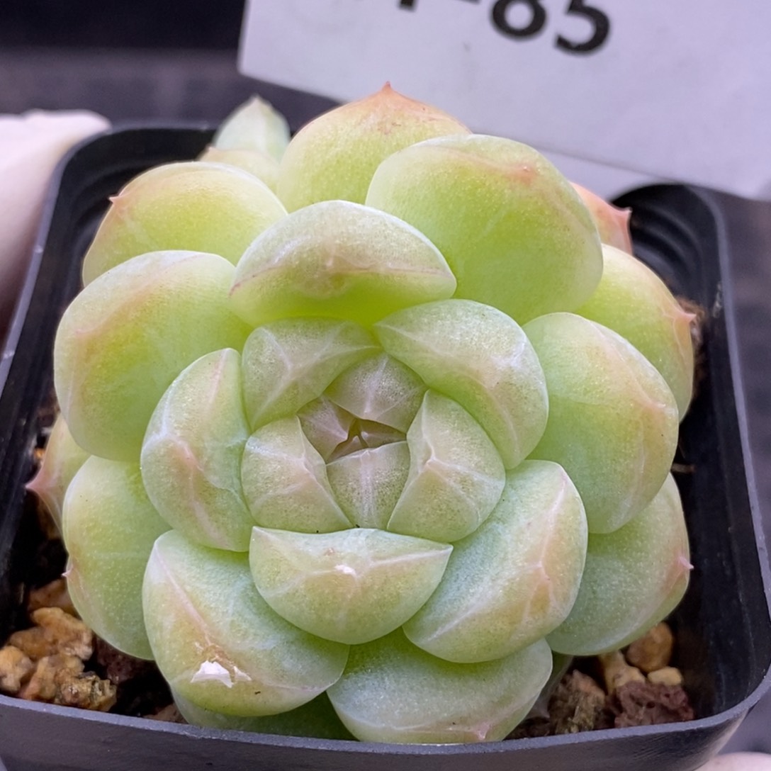 【闪购商品】21-85蜡像