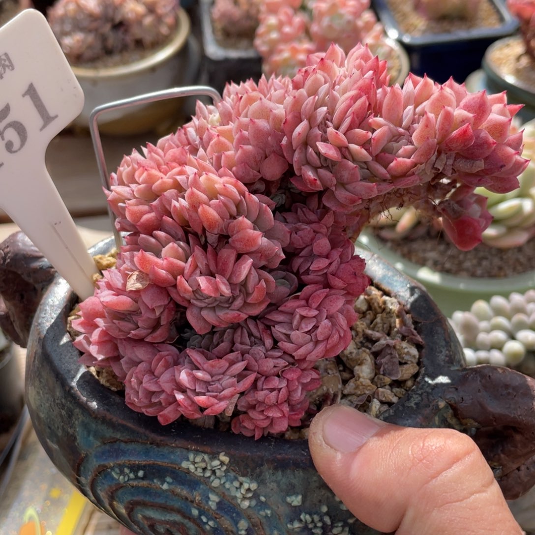 015贝瑞缀不带盆12厘米