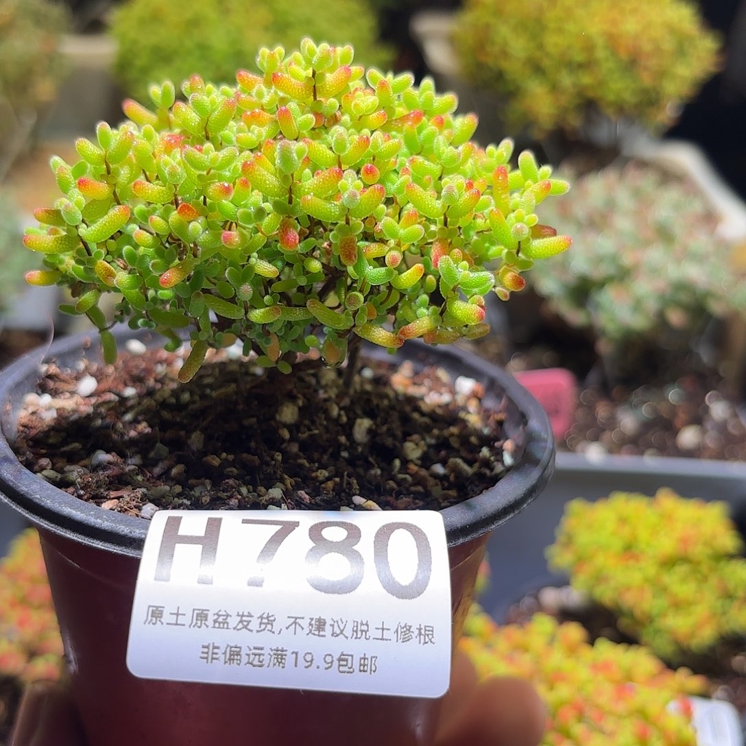 枝干番杏密橘糖球H780