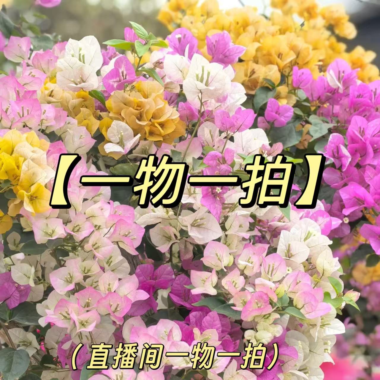 【洋洋得亿】【一物一拍】   高品质三角梅四季开花阳台庭院盆栽植物