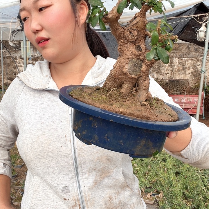 悠***哉无花朵卖倒买倒卖的目的