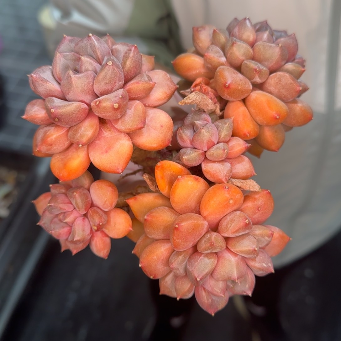 从前慢甄选多肉编号红象牙大